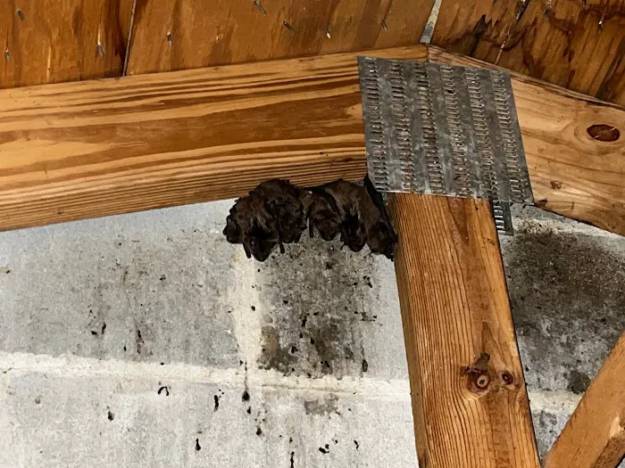 Evolved Wildlife Solutions, LLC Picture 10