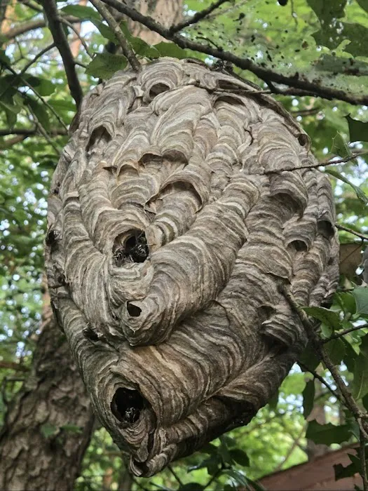 Bugman Picture 1