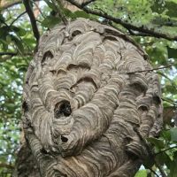 Bugman ico