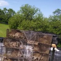 Pest Control Total P&A ico