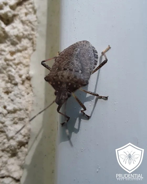 Prudential Pest Solutions Picture 3