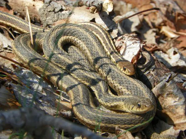 Seitz Wildlife & Chimney Services Picture 2