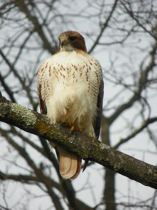 Seitz Wildlife & Chimney Services Picture 7