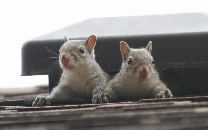 Seitz Wildlife & Chimney Services Picture 3