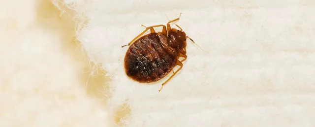 Best Pest Control Service LLC Picture 4