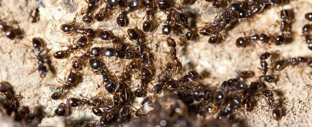Best Pest Control Service LLC Picture 1