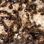 Best Pest Control Service LLC