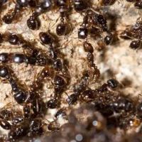 Best Pest Control Service LLC ico