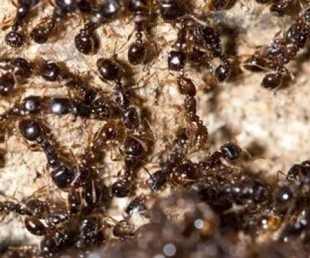 Best Pest Control Service LLC