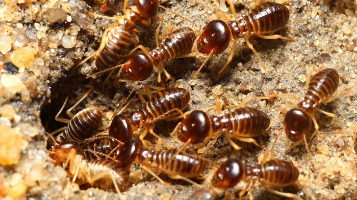A Aldan Termite & Pest Control Picture 1