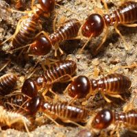 A Aldan Termite & Pest Control ico