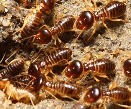 A Aldan Termite & Pest Control