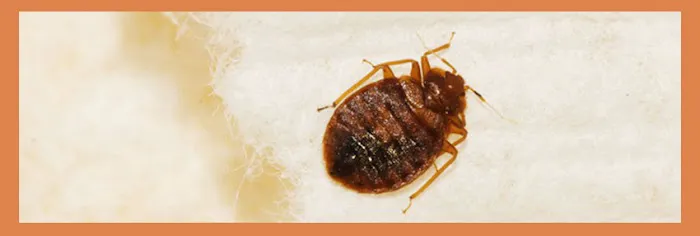 Modern Exterminating & Termite Control Co Picture 3