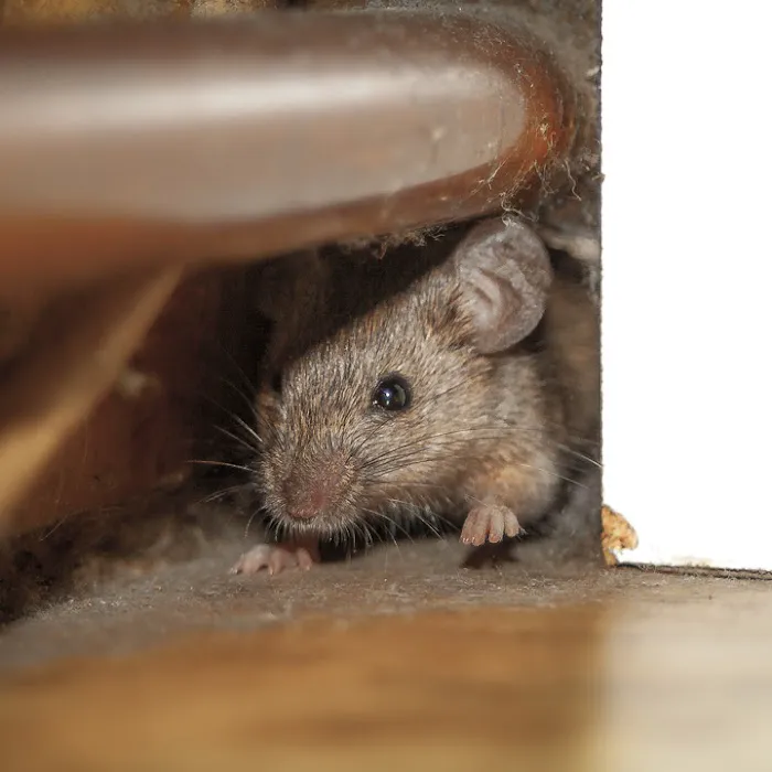 Zap Pest Control LLC Picture 10