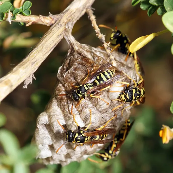 Zap Pest Control LLC Picture 9