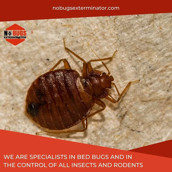 No Bugs Exterminator Picture 5