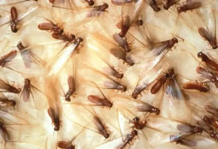 Royal Termite Control Inc Picture 8