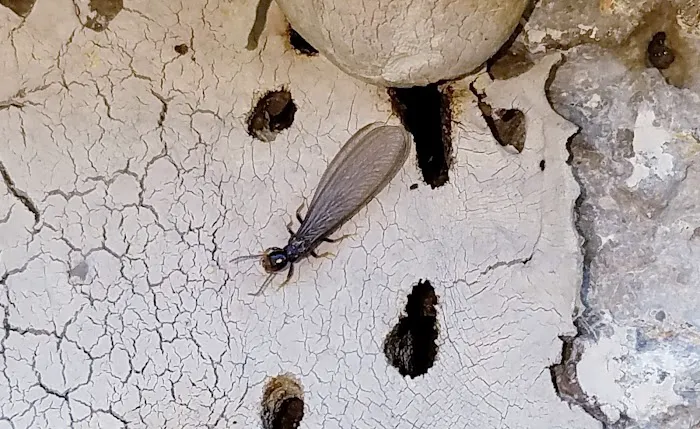Royal Termite Control Inc Picture 4