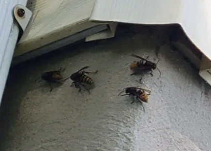 Royal Termite Control Inc Picture 9