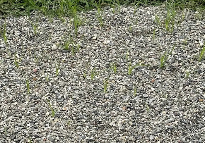 South Jersey Weed Control Picture 6