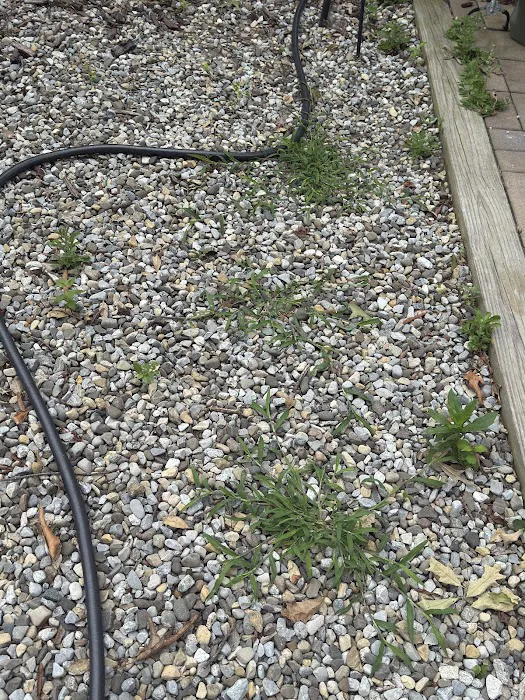South Jersey Weed Control Picture 3