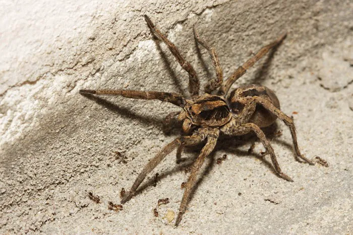 Western Pest Services Picture 2