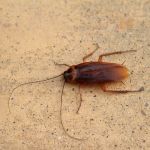 Western Pest Services