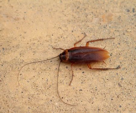 Western Pest Services