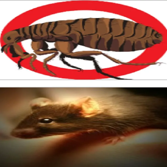 Best Eastern Exterminating Corporation Picture 4