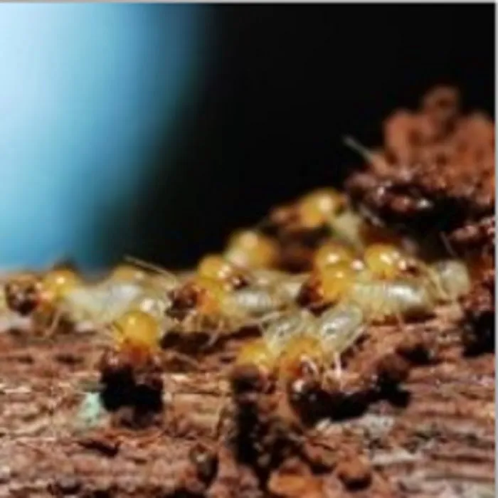 Best Eastern Exterminating Corporation Picture 5