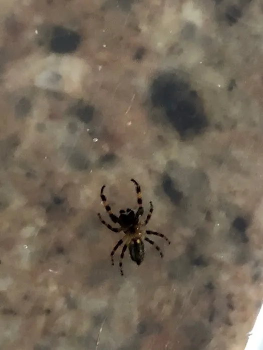 Bug Away Pest Control Picture 2