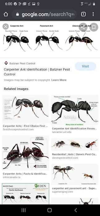 Bug Away Pest Control Picture 7