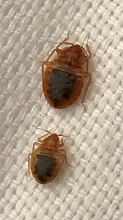 Superior Pest Solutions Picture 1