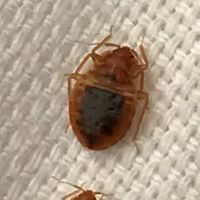 Superior Pest Solutions ico