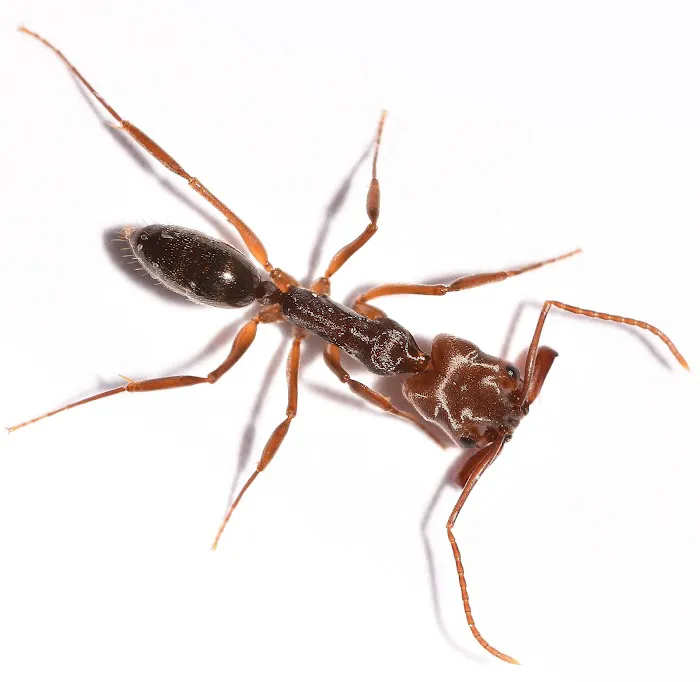 Superior Pest Solutions Picture 3