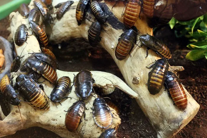 Superior Pest Solutions Picture 5