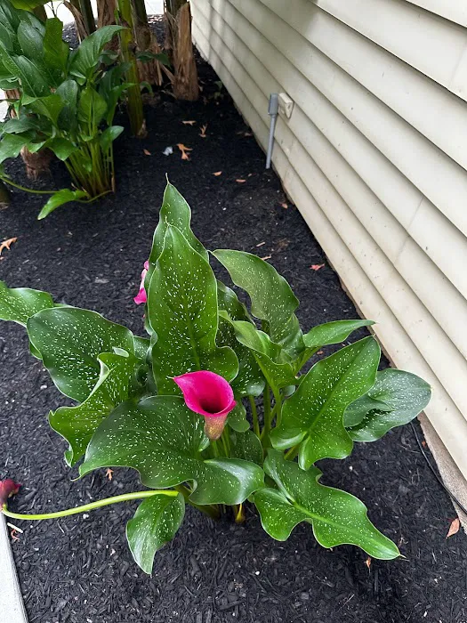 Superior Pest Solutions Picture 10