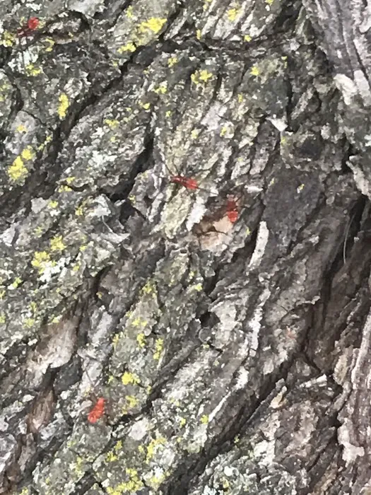 EcoFirst Pest Defense Picture 4