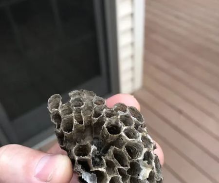 EcoFirst Pest Defense