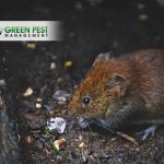 Green Pest Management