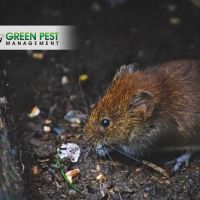 Green Pest Management ico