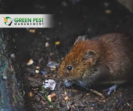 Green Pest Management