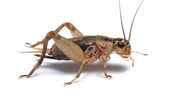 ABC Exterminating Picture 2