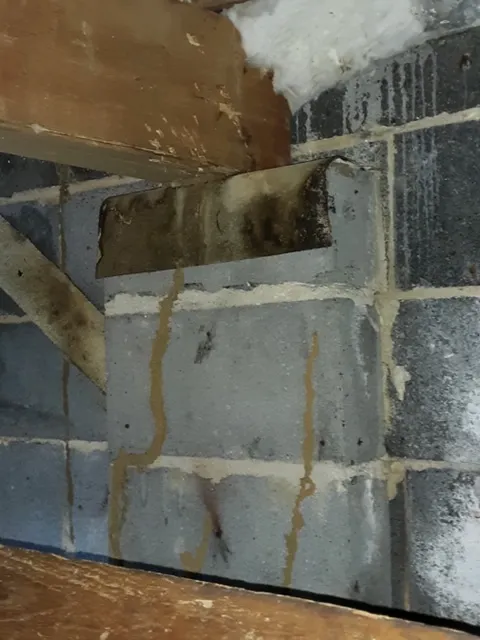 Aggressive Pest Elimination Picture 2