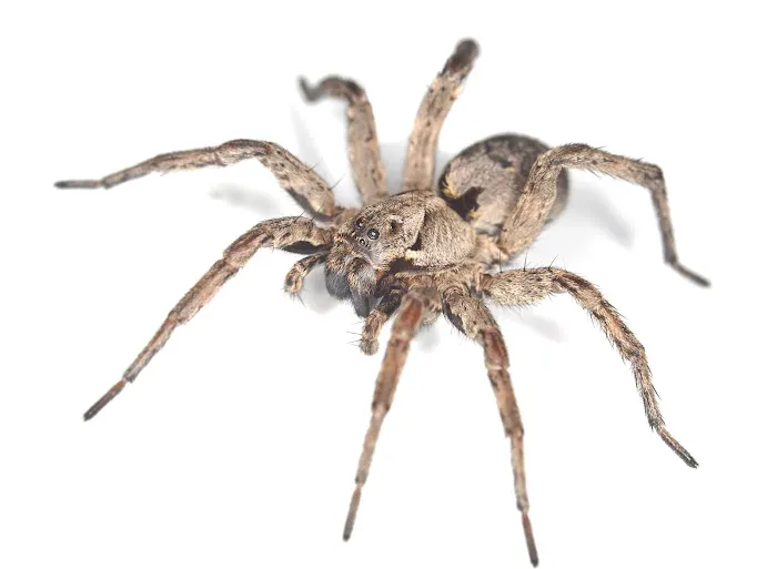 MRC Pest Control Picture 3
