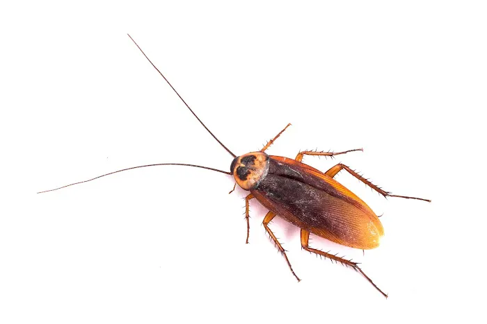 MRC Pest Control Picture 2