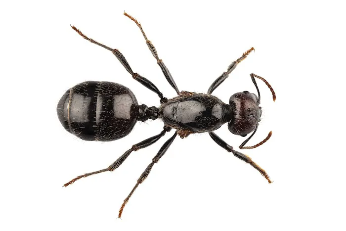 MRC Pest Control Picture 1