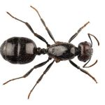 MRC Pest Control