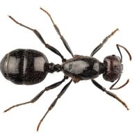 MRC Pest Control ico