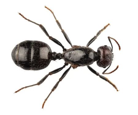MRC Pest Control